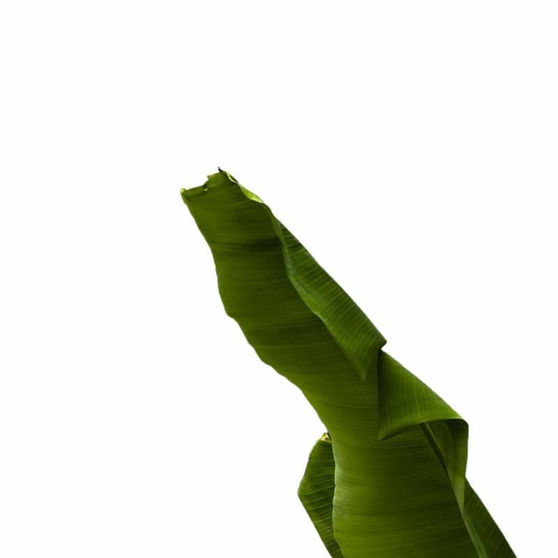 BANANEIRA 1Q