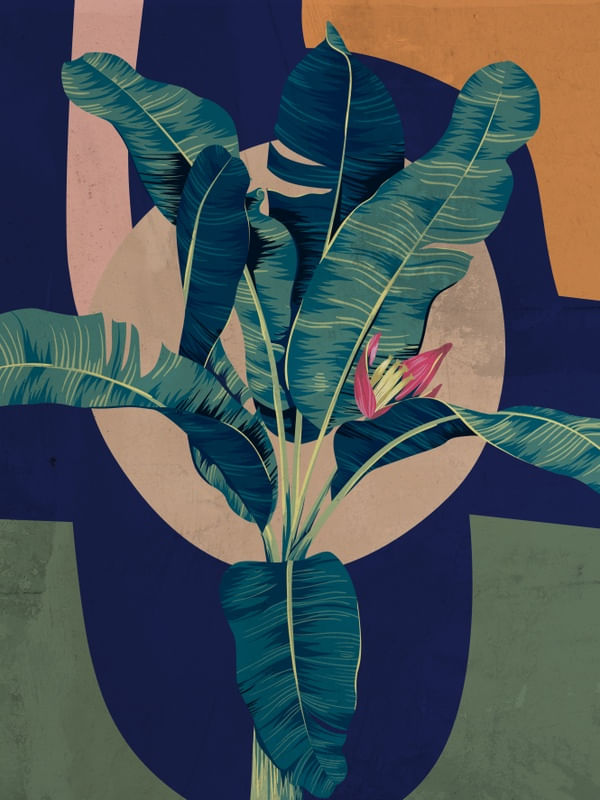 BANANEIRA 001