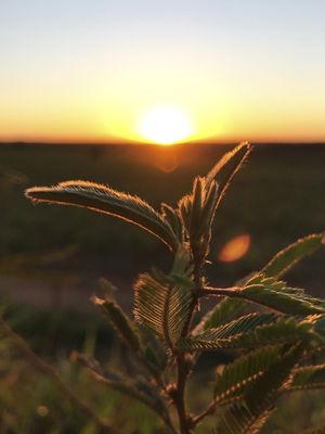 SIMPLICIDADE E DELICADEZA - NATUREZA ILUMINADORA