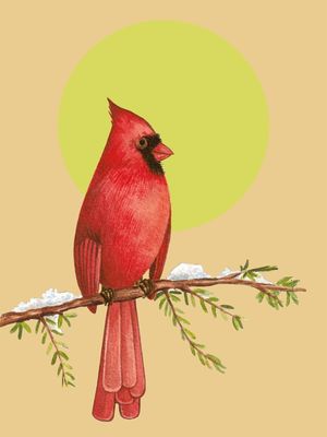 PASSARO VERMELHO X