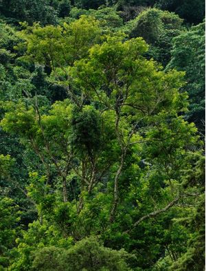 DESTAQUE NO VERDE 00