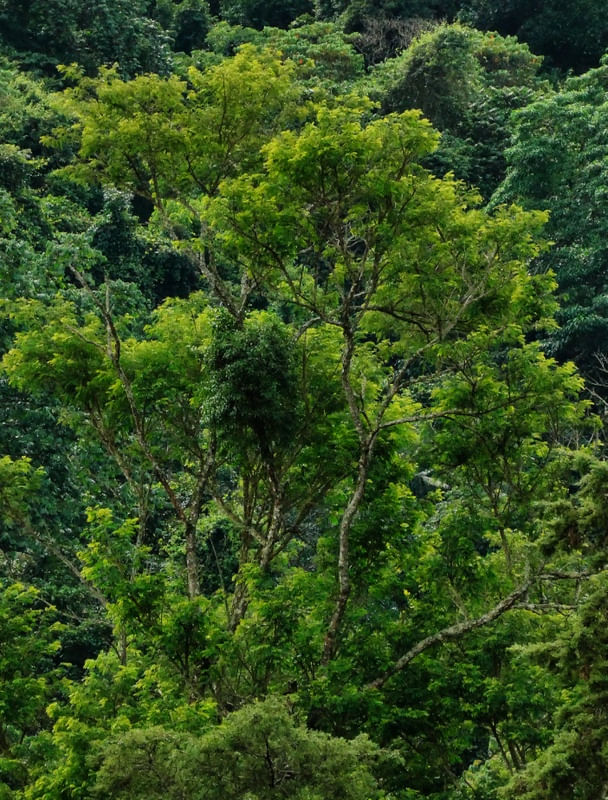 DESTAQUE NO VERDE 00