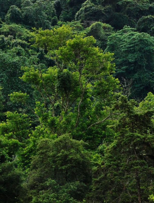 DESTAQUE NO VERDE