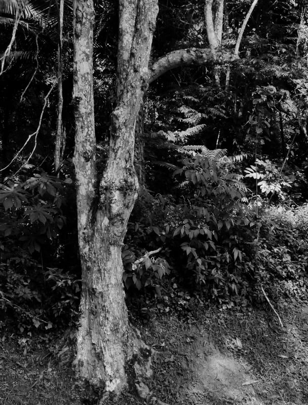 NATUREZA EM PB 00