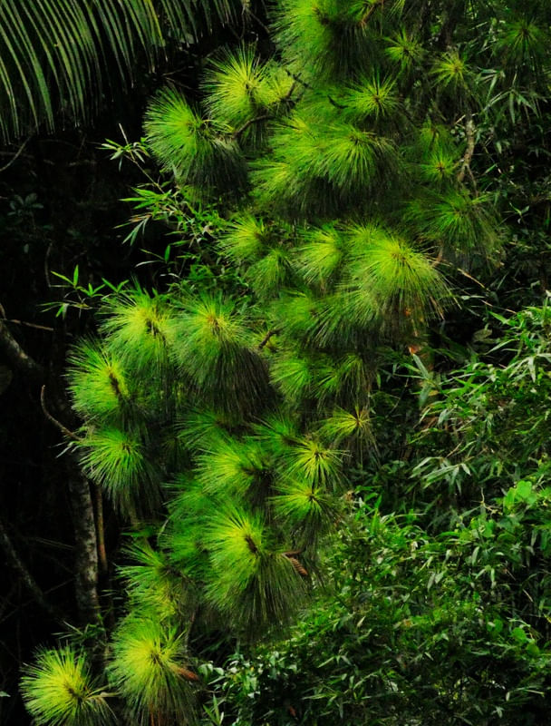 PINHEIRO SATURADO 00