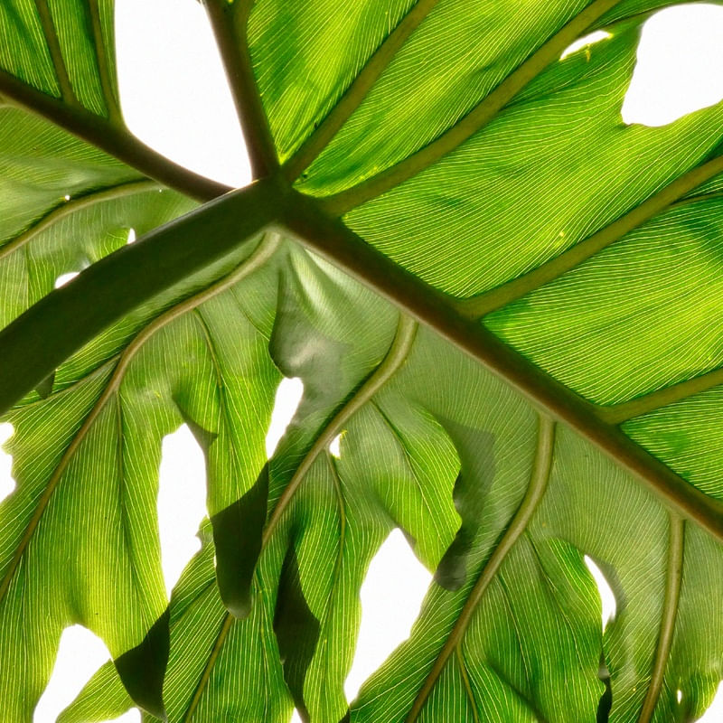 TEXTURA VERDE LB