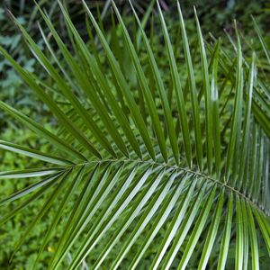 FOLHA TROPICAL 4705
