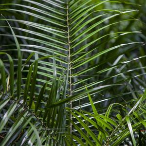 FOLHAGEM TROPICAL 4702