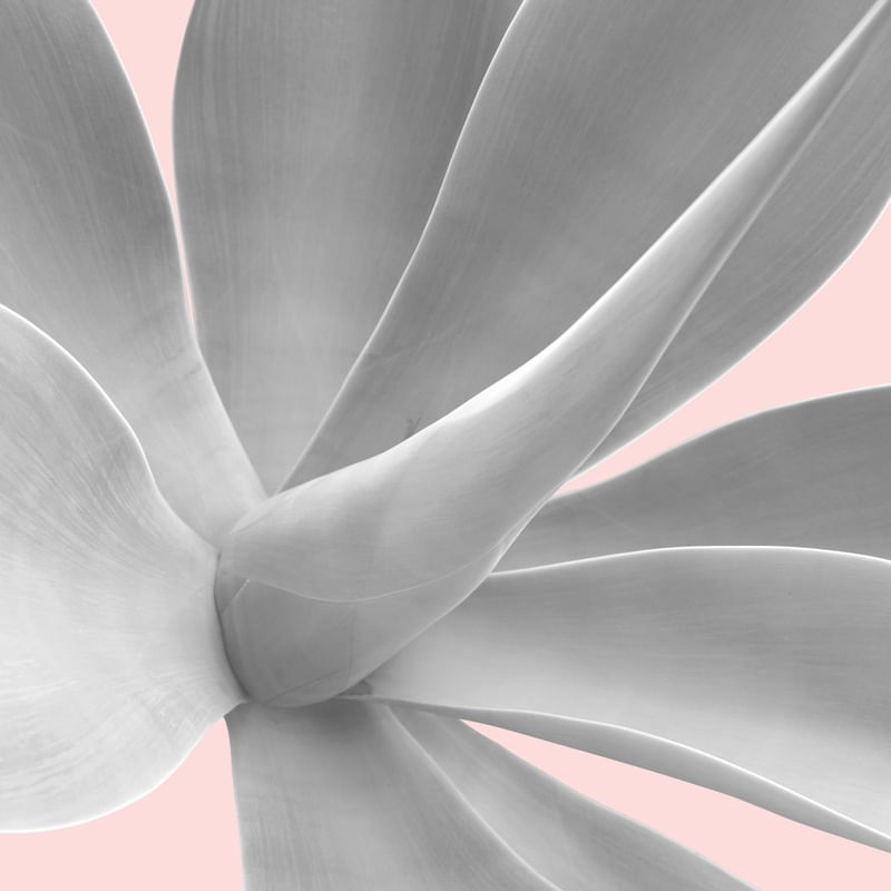 FLORAL E ROSA 01