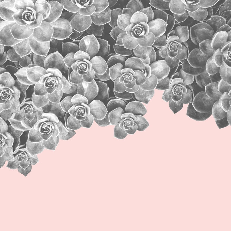 FLORAL E ROSA 02