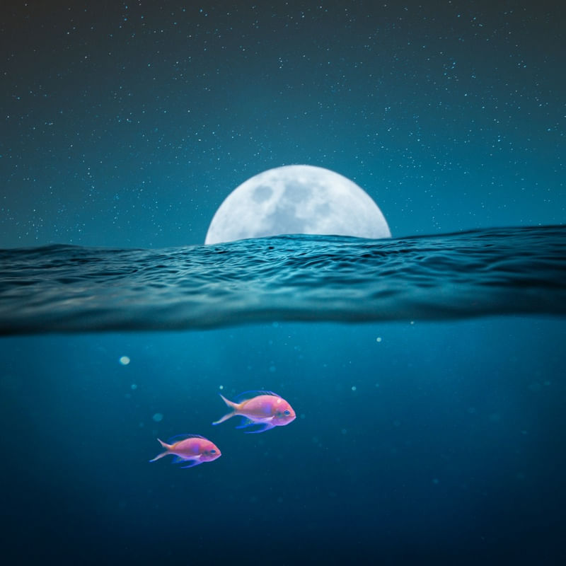 CASAL DE PEIXES E A LUA