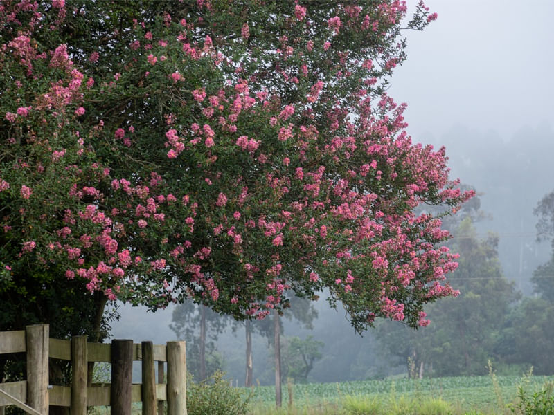 O DEBRUÇAR DAS FLORES