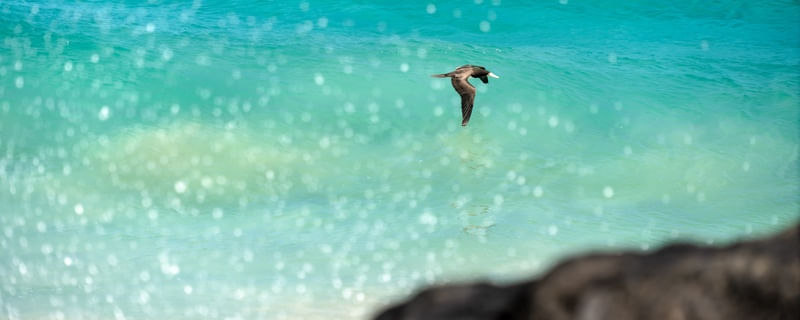 O SURF DAS AVES