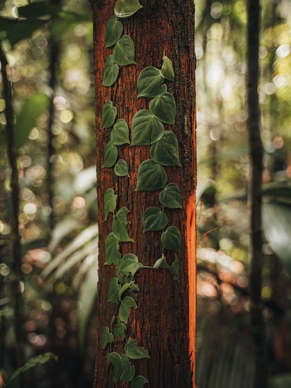 CAULE DA AMAZONIA