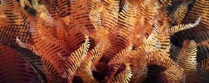 LEAF STRIPES