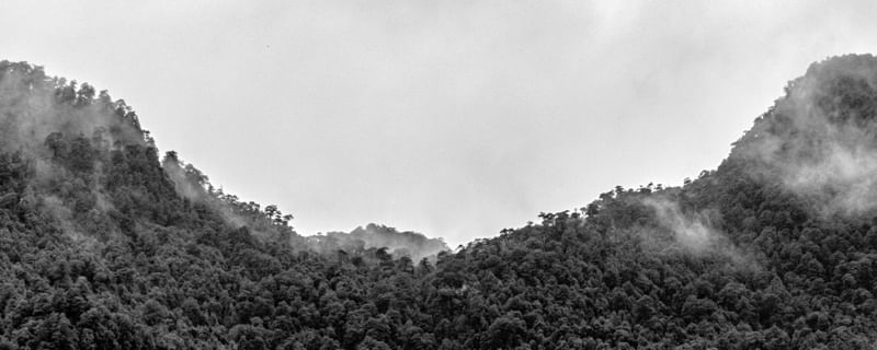 UMA FLORESTA FRIA
