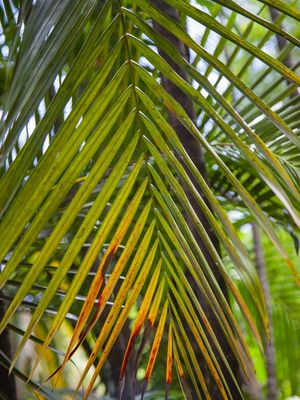 FOLHAGEM TROPICAL 4723