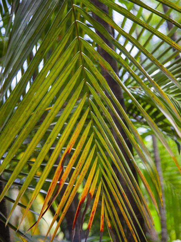FOLHAGEM TROPICAL 4723