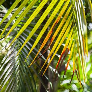 FOLHAGEM TROPICAL 4712