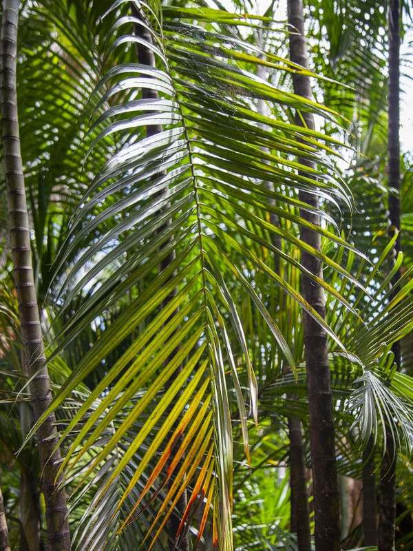 FOLHAGEM TROPICAL 4714