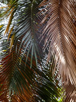 FOLHAGEM TROPICAL 4730