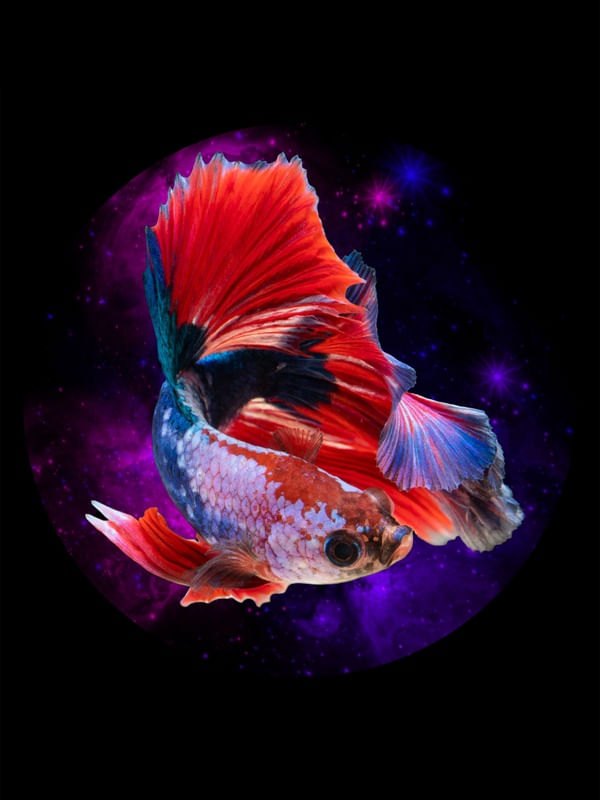 PEIXE NA GALAXIA