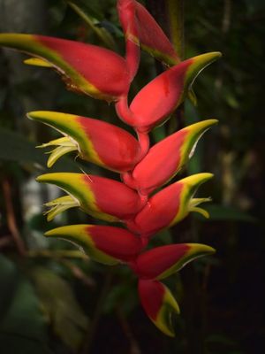 HELICONIA MATA ATLÂNTICA