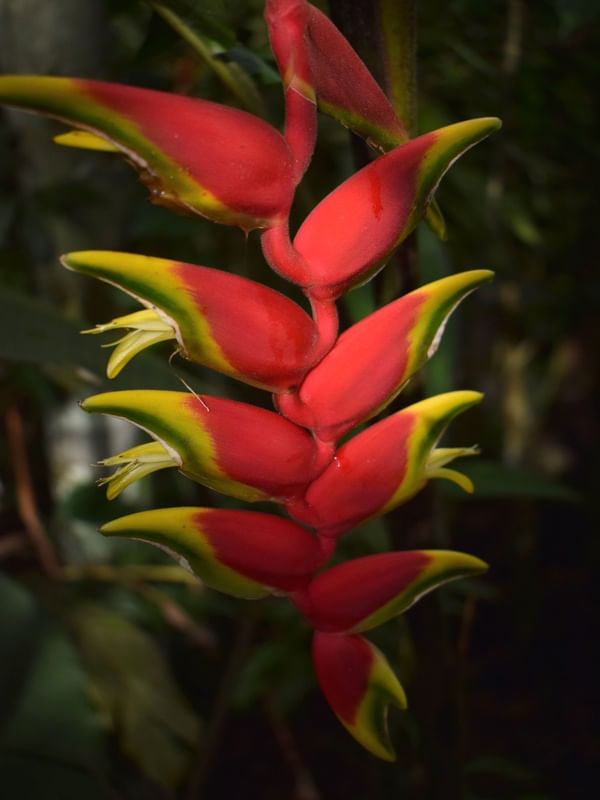 HELICONIA MATA ATLÂNTICA