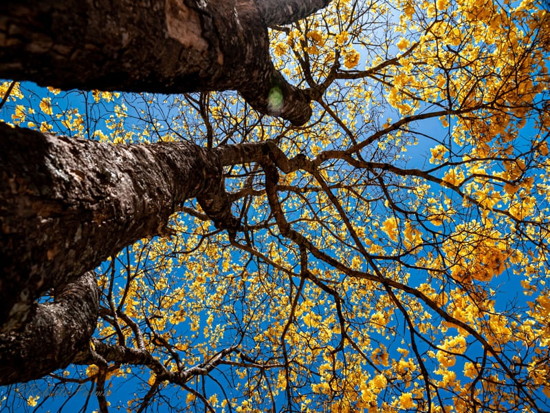 IPÊ AMARELO-6