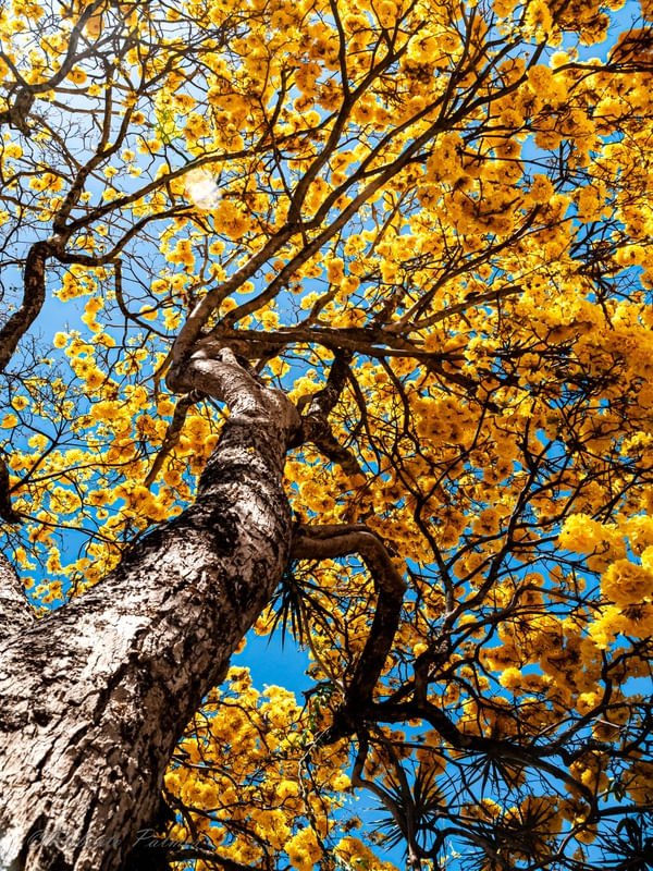 IPÊ AMARELO-7