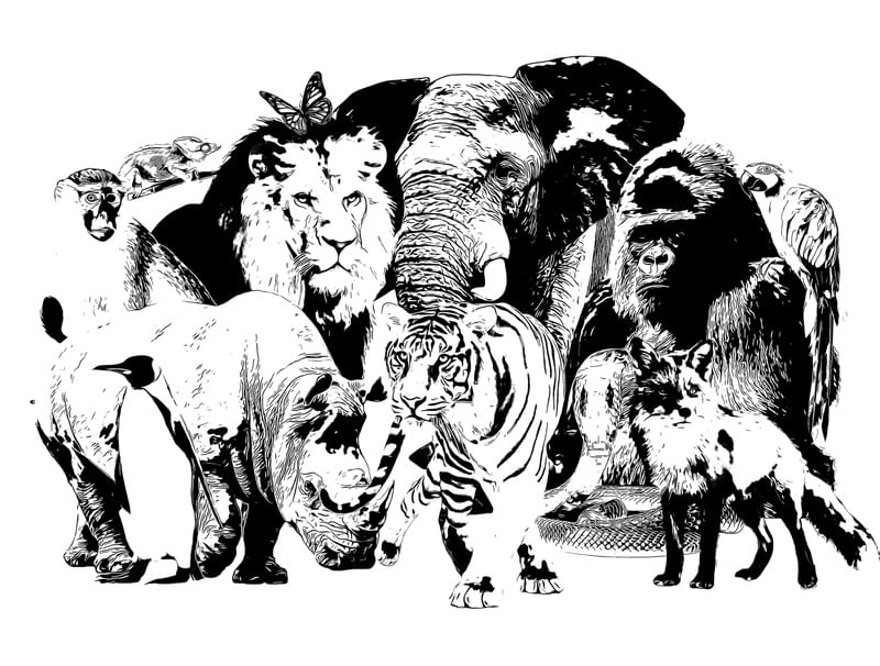 ANIMAIS DA FAUNA