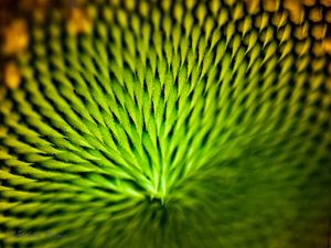 GIRASSOL EM DETALHE