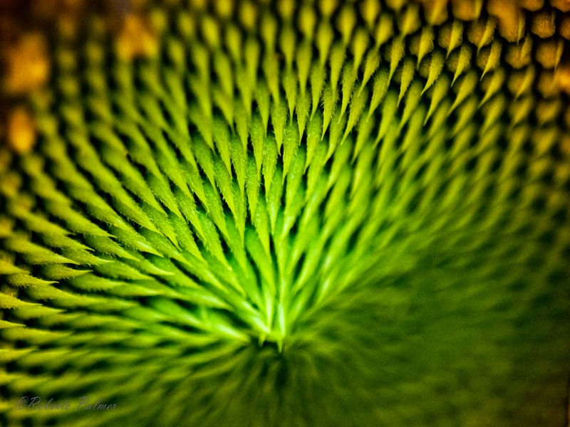 GIRASSOL EM DETALHE