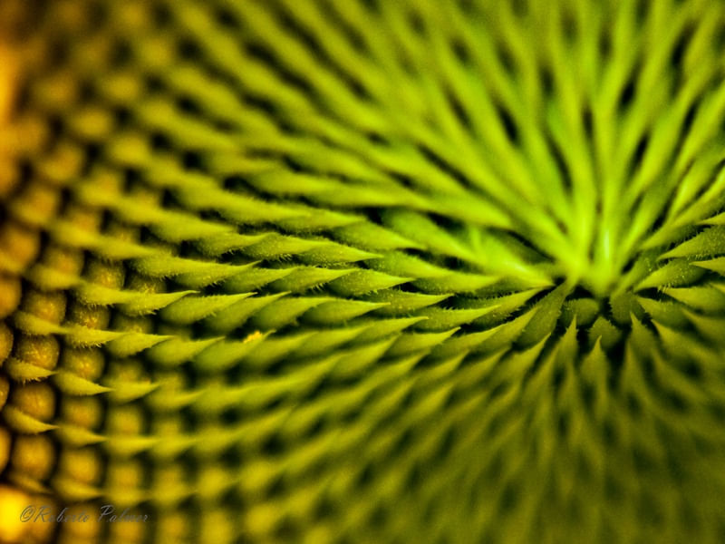 GIRASSOL EM DETALHE-2