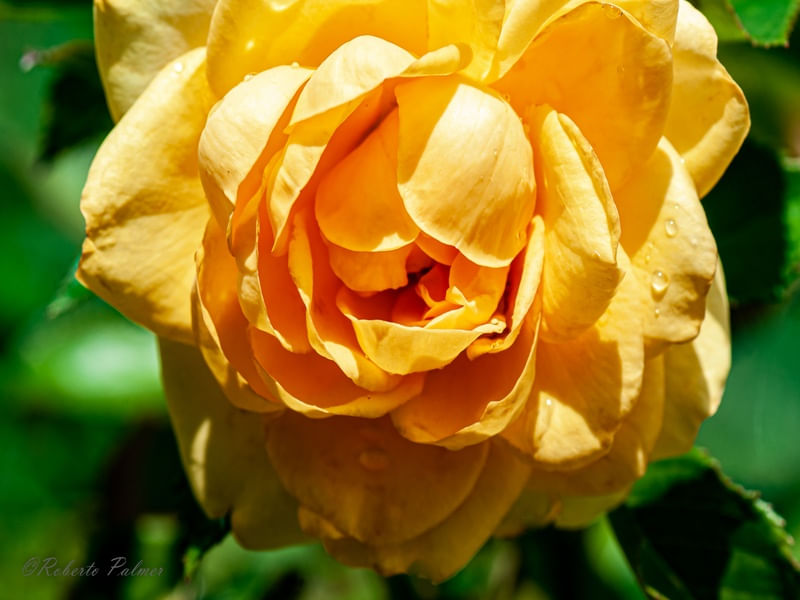 ROSA AMARELA