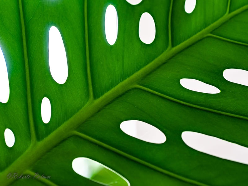 FOLHA VERDE-3
