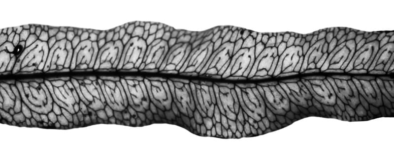 FLORA 632