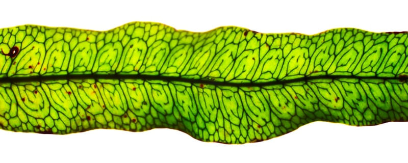 FLORA 2080