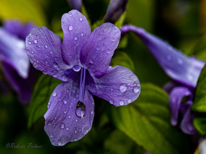 FLOR AZUL-6