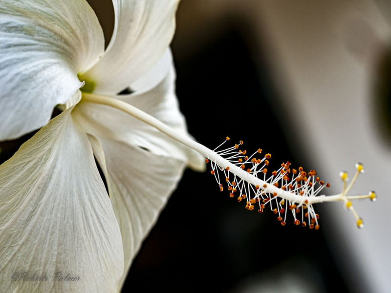 HIBISCO BRANCO