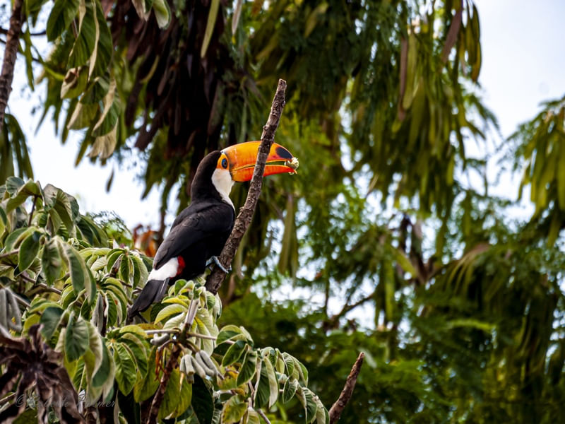 TUCANO-2