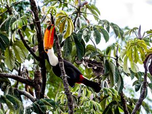TUCANO-3