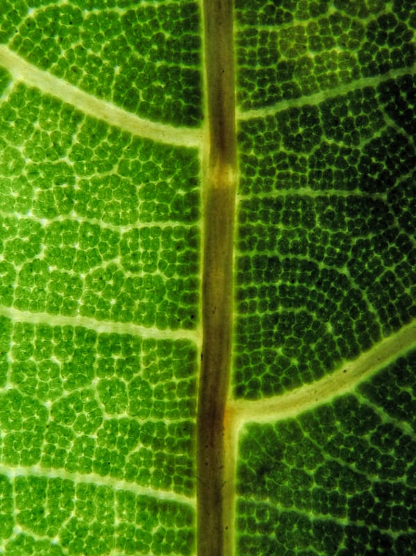 FLORA 3135