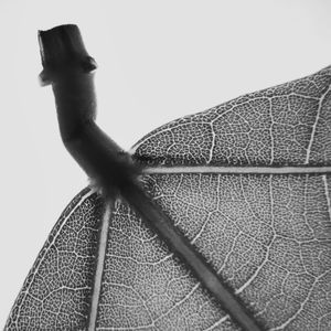FLORA 676