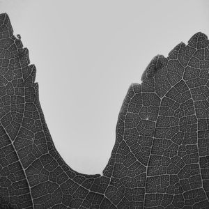 FLORA 1466