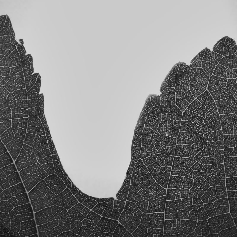 FLORA 1466