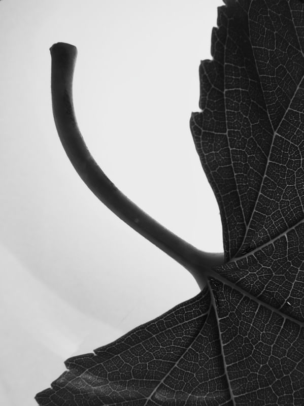 FLORA 555