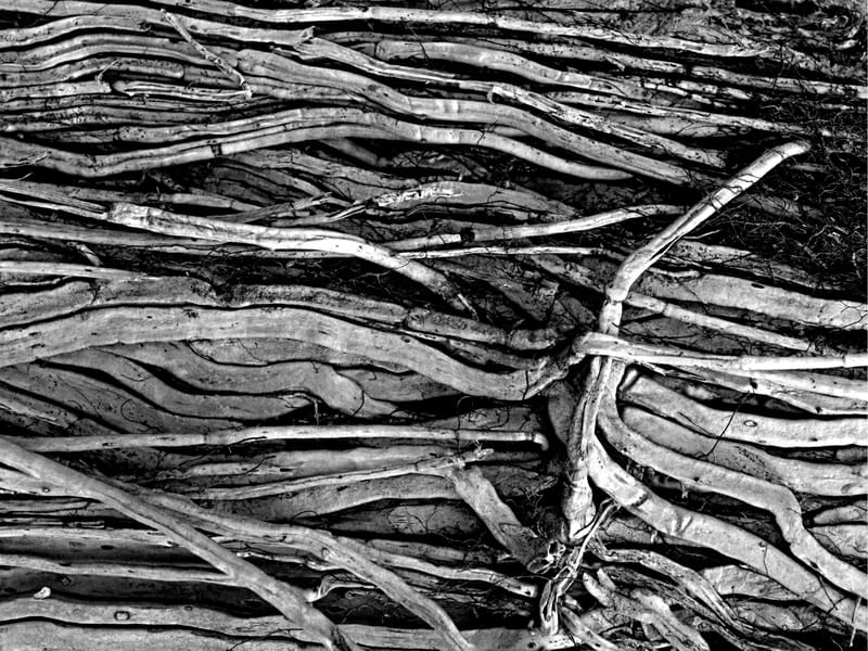 EMARANHADO NATURAL