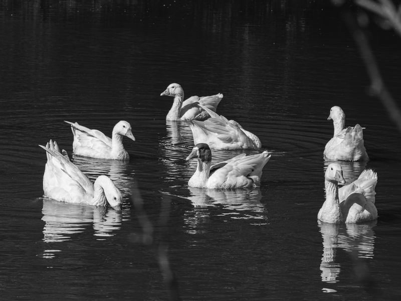 DANÇA DOS PATOS