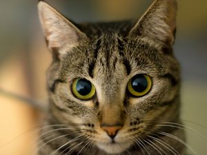 GATO CLOSE